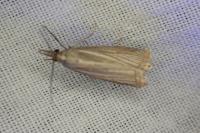Chrysoteuchia culmella