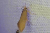 Crassa unitella