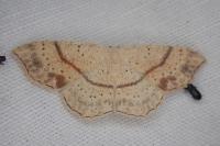 Cyclophora punctaria