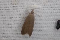 Dichrorampha
