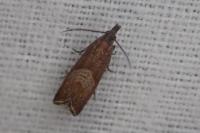 Dichrorampha acuminatana