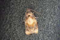 Ditula angustiorana