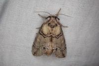 Drymonia velitaris