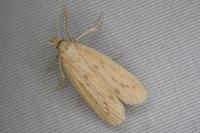Ematheudes punctella