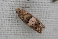 Epiblema graphana