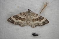 Epirrhoe alternata