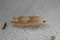 Eucosma conterminana