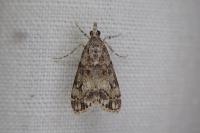 Eudonia lacustrata