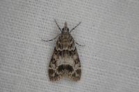 Eudonia mercurella