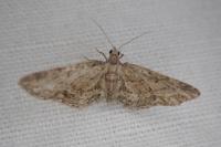 Eupithecia inturbata
