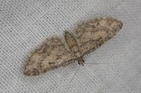Eupithecia inturbata