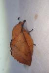 Gastropacha quercifolia