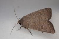 Hoplodrina blanda