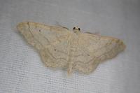 Idaea aversata