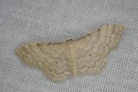 Idaea fuscovenosa
