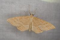 Idaea ochrata