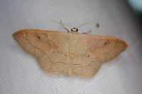Idaea rubraria