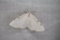 Lomographa bimaculata