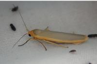 Manulea complana