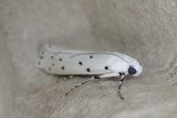 Myelois circumvoluta