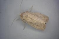 Leucania obsoleta