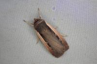 Ochropleura leucogaster