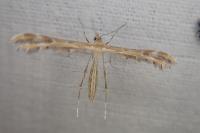 Oxyptilus
