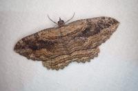 Philereme transversata