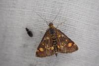 Pyrausta aurata