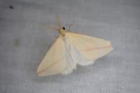 Rhodometra sacraria