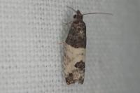 Spilonota ocellana