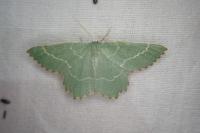 Thalera fimbrialis