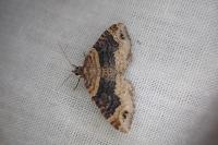Xanthorhoe ferrugata