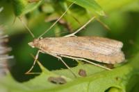 Nomophila noctuella