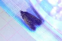 Homaloxestis briantiella