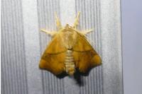 Apoda limacodes