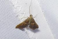 Endotricha flammealis