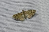Gymnoscelis rufifasciata