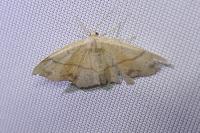 Cyclophora punctaria