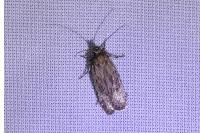 Depressaria