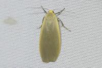 Collita griseola