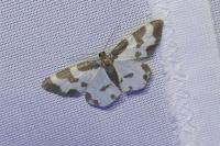 Lomaspilis marginata