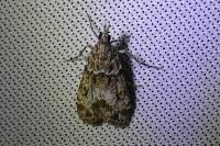 Eudonia mercurella