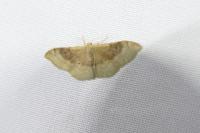 Idaea degeneraria