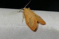 Miltochrista miniata