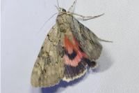 Catocala electa