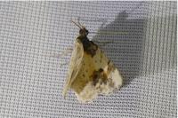 Ligdia adustata