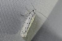 Yponomeuta