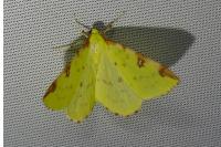 Opisthograptis luteolata