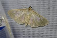 Patania ruralis